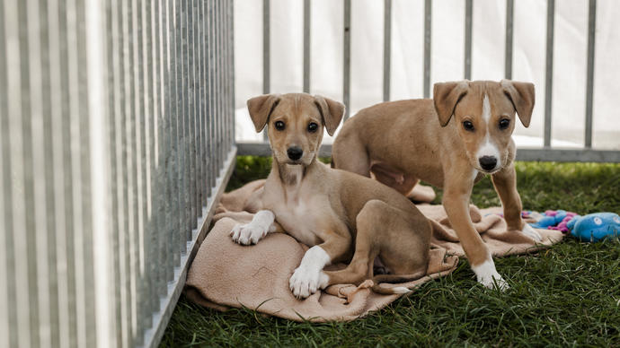 Buying a puppy | How to buy a puppy responsibly | Blue Cross